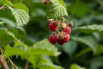 Ripe red raspberries on the branches of a bush in the garden.