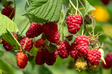 Ripe red raspberries on the branches of a bush in the garden.