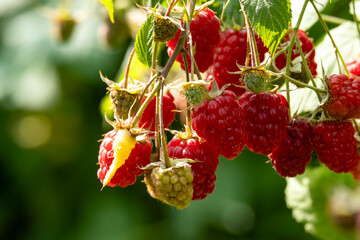 Ripe red raspberries on the branches of a bush in the garden.