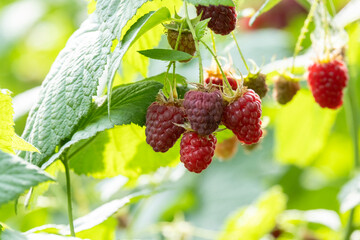 Ripe red raspberries on the branches of a bush in the garden.