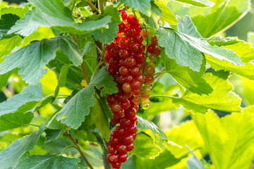 Red currant berries on the bush branches in the bright rays of the setting sun