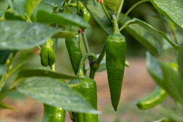 Green sweet peppers on the branches of a bush in a garden bed.