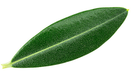 Macro shot shows a vibrant green olive leaf against a stark black backdrop, emphasizing the leaf's texture and details, transparent background