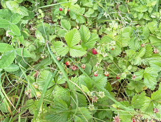 Wild red strawberries growing among green leaves and grass