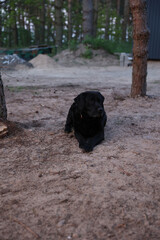 Black Labrador lying on forest ground near trees, calmly observing the surroundings. Peaceful...