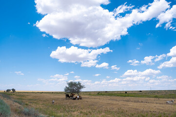 Steppe landscape in the Ili River valley near Almaty, with a beautiful sky in the clouds