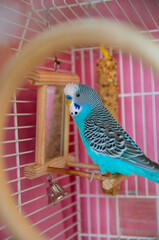 Vibrant blue budgerigar sitting on a perch in a pink birdcage, looking at itself in a mirror. Cute pet bird with playful surroundings. Pet care, avian lifestyle, and home animal content.