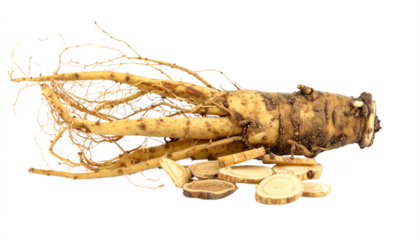 Fresh ginseng root and slices showcase herbal medicine ingredients against a transparent background, perfect for health and wellness themes.