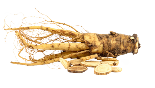 Fresh ginseng root and slices showcase herbal medicine ingredients against a transparent background, perfect for health and wellness themes.
