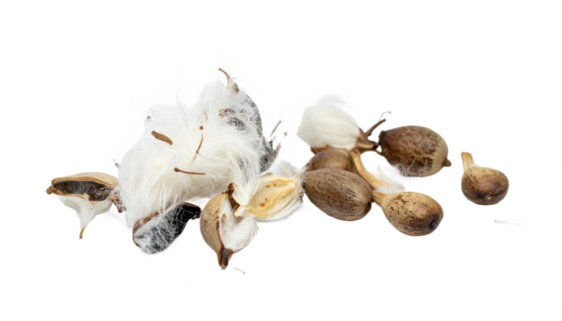 Elegant display of kapok seeds and white floss against a stark transparent background, highlighting intricate botanical details and organic textures.