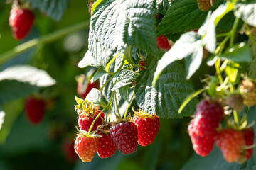 Ripe red raspberries on the branches of a bush in the garden.