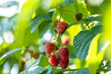 Ripe red raspberries on the branches of a bush in the garden.