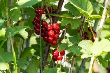 Red currant berries on the bush branches in the bright rays of the setting sun