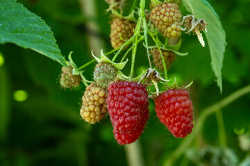 Ripe red raspberries on the branches of a bush in the garden.