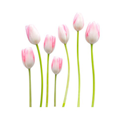 Blooming Tulips: Gentle pastels of delicate tulips reaching towards the light, with serene petals...