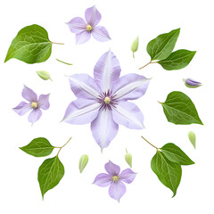 Lavender Clematis Blossoms isolated on transparent background