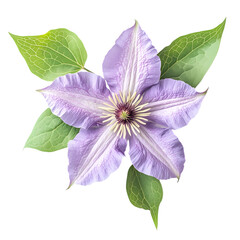 Lavender Clematis Blossoms isolated on transparent background