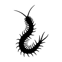 Centipede silhouette vector graphic. Black insect illustration of a myriapod with many legs on a white background., silhouette