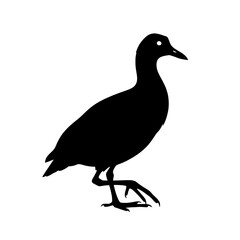 Obraz premium Detailed vector silhouette of a walking coot bird. Black graphic of an aquatic fowl on a white background., silhouette