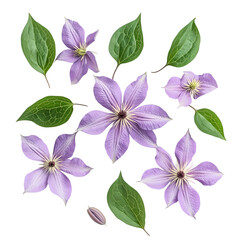 Lavender Clematis Blossoms isolated on transparent background