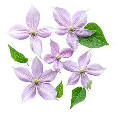 Lavender Clematis Blossoms isolated on transparent background