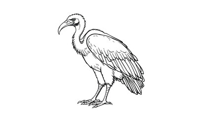 Obraz premium Standing Vulture Line Drawing – Black and White Wild Bird Illustration for Coloring