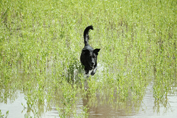 Black pet dog being active outdoors playing in shallow water during summer season.