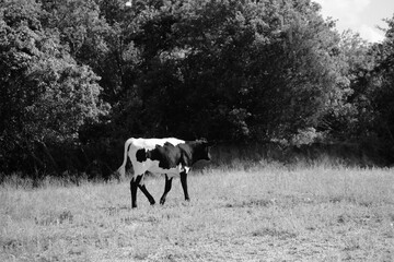 Young cow walking through Texas farm field in black and white.