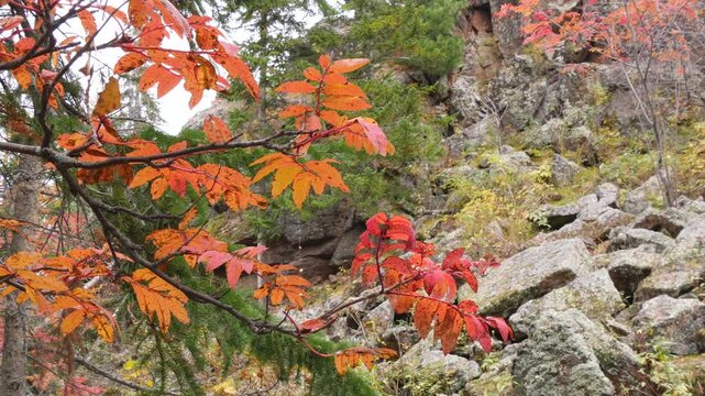 red and yellow autumn leaves