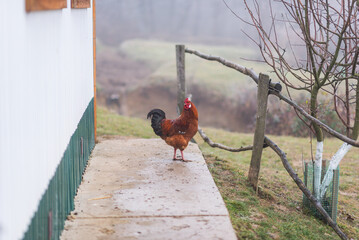 A beautiful bright rooster walks around the village yard. Farming. Household