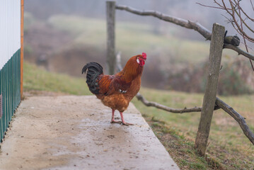 A beautiful bright rooster walks around the village yard. Farming. Household
