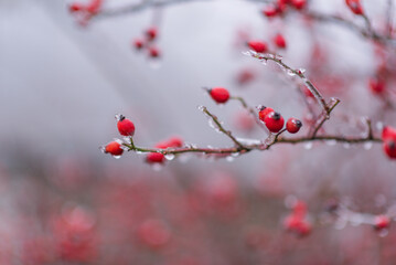 Rosehip fruits on a branch covered with ice. Close-up, soft focus. Eco-friendly product. Farming
