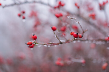 Rosehip fruits on a branch covered with ice. Close-up, soft focus. Eco-friendly product. Farming