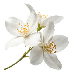 Jasmine bloom A beautiful transparent flower of Jasmine falling in the air isolated on transparent background levitation or zero gravity concept high resolution image  

