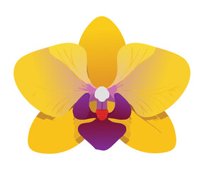 Artistic Bicolor Orchid Flower Botanical Design