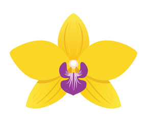 Vivid Sunny Yellow Orchid Blossom Artwork