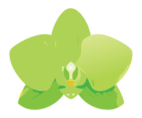 vibrant green orchid flower natural illustration