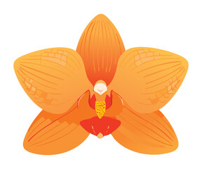 bright orange orchid flower fresh illustration