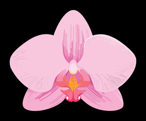 charming pink orchid bloom dark background