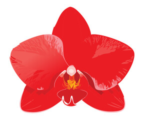 vibrant red orchid flower abstract illustration