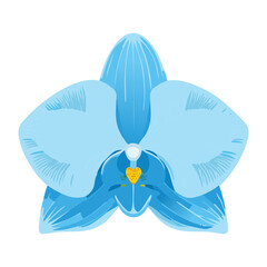 Light Blue Colored Orchid Flower Blossom