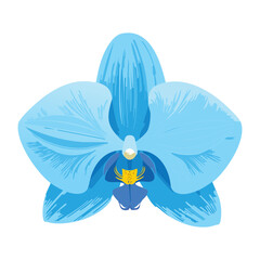 serene blue orchid flower cool illustration
