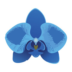 stunning blue orchid flower close-up illustration