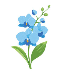 vibrant blue orchid flower illustration design