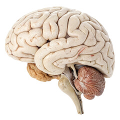Lateral view of the human brain isolated on transparent background  
