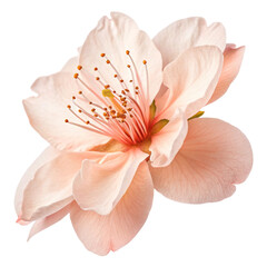Flower that is peach-colored transparent background isolated on transparent background  
