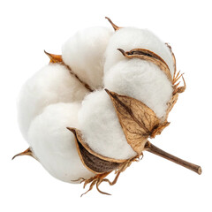 Transparent background with cotton plant's fluffy cotton ball isolated on white background  
