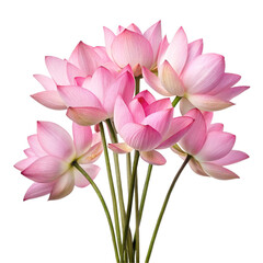 Pink lotus flower bouquet on transparent background isolated on white background  
