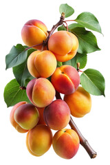A beautiful branch of ripe apricots with leaves against a white background