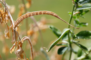 dried Fenugreek pods with visible seeds inside, close up of the spice and medicinal plant trigonella foenum-graecum in nature